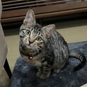 甘えん坊な男の子です