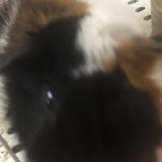 アビシニアンモルモット　オス　3歳8ヶ月