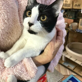 トライアル決定・医療面済・人なつこい生後半年のメス