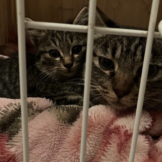 野良猫親子毒殺される可能性あり保護急募