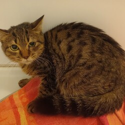 つくば猫の里親会 サムネイル2