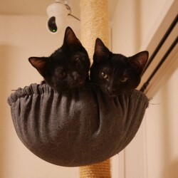 つくば猫の里親会 サムネイル3