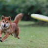 元気いっぱい！はるくん5歳くらい サムネイル4