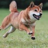 元気いっぱい！はるくん5歳くらい サムネイル5