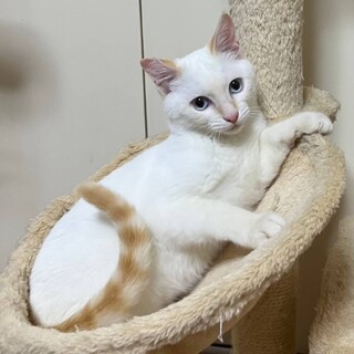 ベージュ子猫　ささかま　人なれバツグン