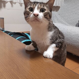 穏やか　どっしり　のキジ白ぱーすけ(オス)