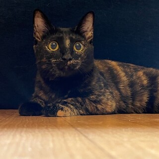 1/21千葉ෆ⃛甘えん坊さんෆ⃛スーちゃん