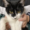 性格控えめな甘えん坊
