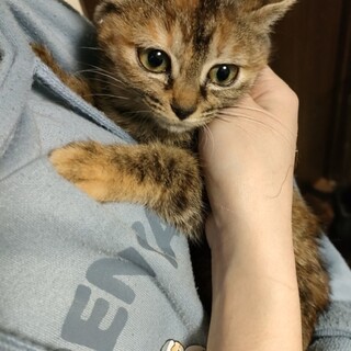 アコヤ貝ちゃん