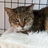 穏やかで優しい大人猫さん❤︎梅子さん
