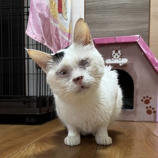 人間大好き！甘えん坊の男の子★タマくん