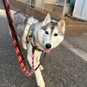 まだまだお子様！ハスキーレイちゃん