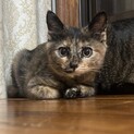 まんまるお目目のかわいいサビ子猫めいちゃん