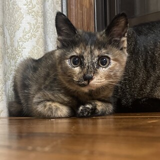 まんまるお目目のかわいいサビ子猫めいちゃん