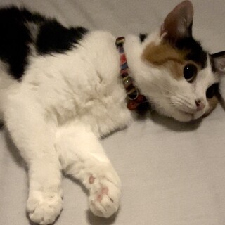 １歳のおとなしい三毛猫のメスです。