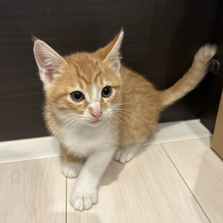 里親さん募集中！！