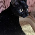 クロ　穏やかなオス　４ヶ月
