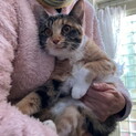 トライアル決定・医療面済・人なつこいメス子猫