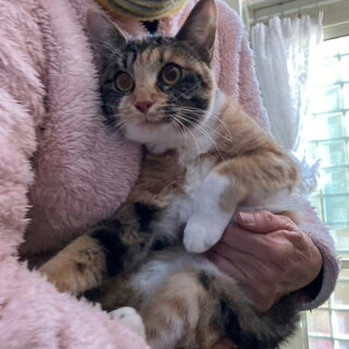 トライアル決定・医療面済・人なつこいメス子猫