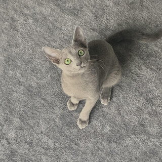 （おそらく）ロシアンブルー　子猫