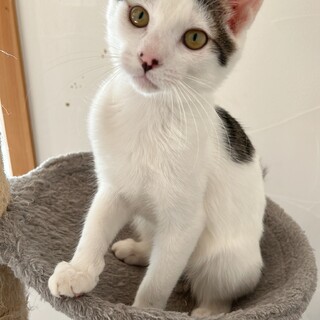 睡蓮、里親さま決定！ありがとうございました♥️