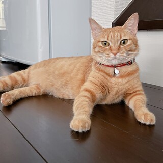 ドレミ、里親さま決定！ありがとうございました❤️