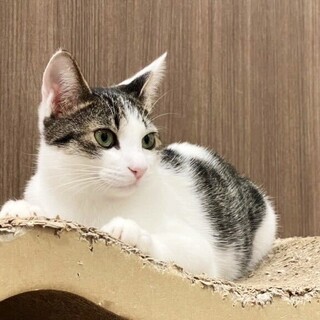 シャイだけど甘えたい♡よもぎ♡7ヶ月