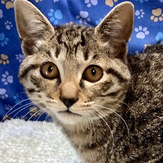 陽気なストーカー猫。ケンゾーくん3ヶ月半