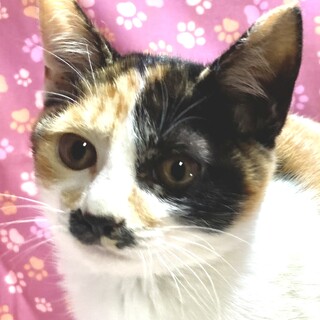 甘えたいけどアピール下手…内気なタエちゃん