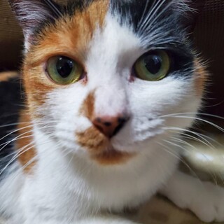 サズ、里親さま決定！ありがとうございました♥️