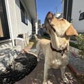 5歳元気な男の子　ラブラドール