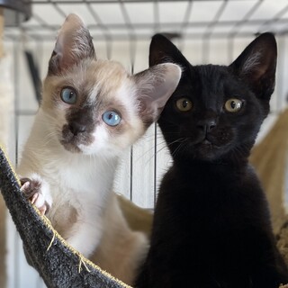 【1/28芝浦】美しいブルーアイのシャム★コアラ