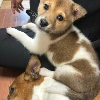 人が好き甘えん坊の小ぶりオス子犬