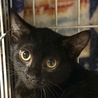 港町からやって来た5兄弟。シャイなレイラちゃん