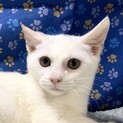 港町からやって来た5兄弟。少しビビリなペルレくん