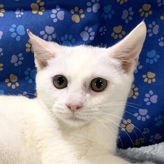 港町からやって来た5兄弟。少しビビリなペルレくん