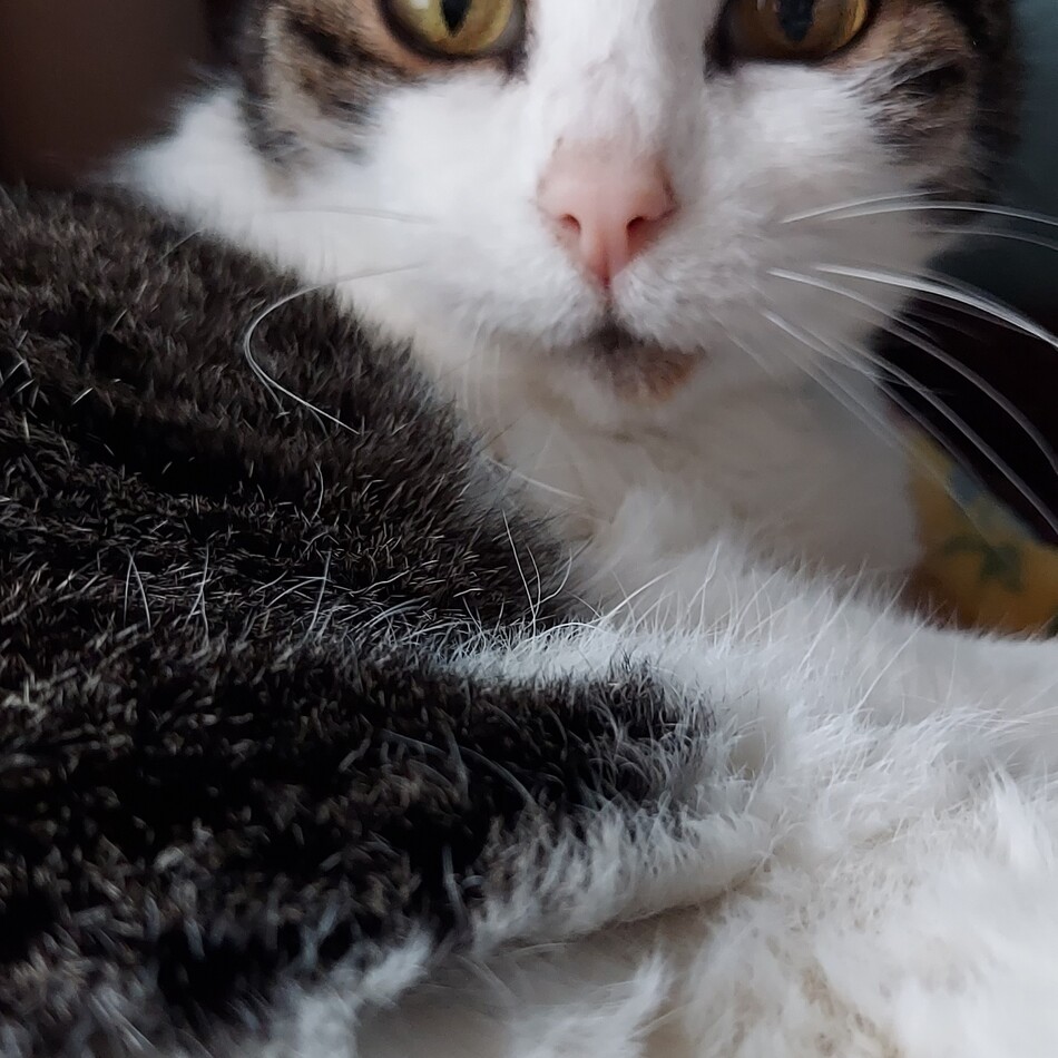 ぽーらのカバー写真