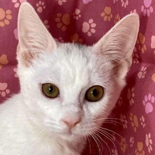 港町からやって来た5兄弟。好奇心旺盛なペルラちゃん