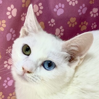 港町からやって来た5兄弟。オッドアイのペルルちゃん