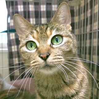 ベタ馴れ★すりすりゴロゴロのムギワラちゃん