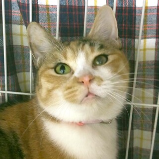 これぞ和猫★丸っこい三毛猫ちゃん