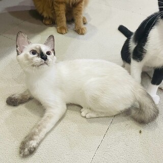 【1/8芝浦】もふふわ甘えん坊半長毛姉妹