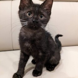 待ちねこ譲渡会　子猫３０匹参加します！