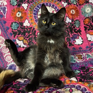 【1/28芝浦】8/1生★甘えん坊すぎる長毛黒猫