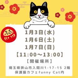 子猫だらけの譲渡会in funny Cat