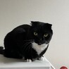 がすこ