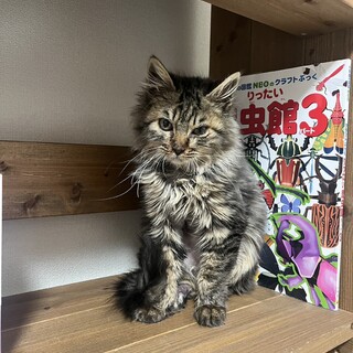 1/21千葉ෆ⃛ふわふわですෆ⃛ふわりちゃん