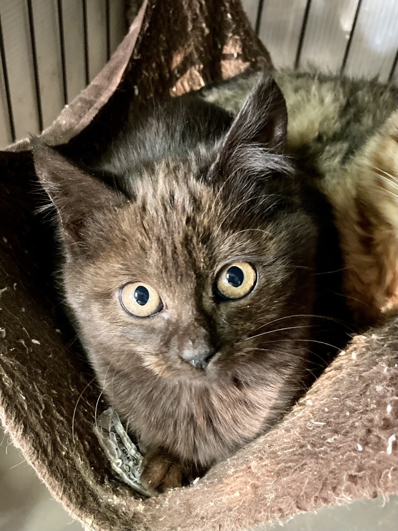 褐色の美猫。チョコレート」東京都 - 猫の里親募集(480278