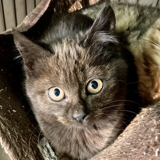 褐色の美猫。チョコレート色のエマちゃん2ヶ月半