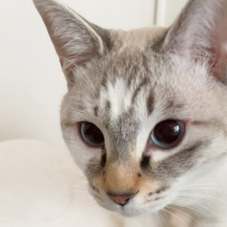 【3/31芝浦】シャムキジ＆キジ白美猫ペア